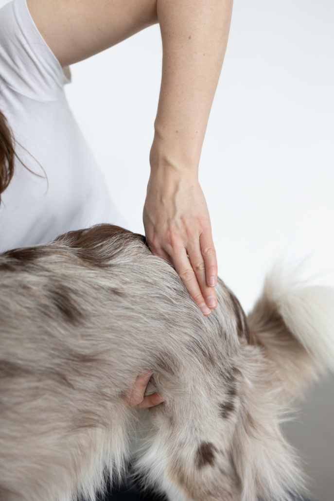 Chiropraktik Chiropraktik